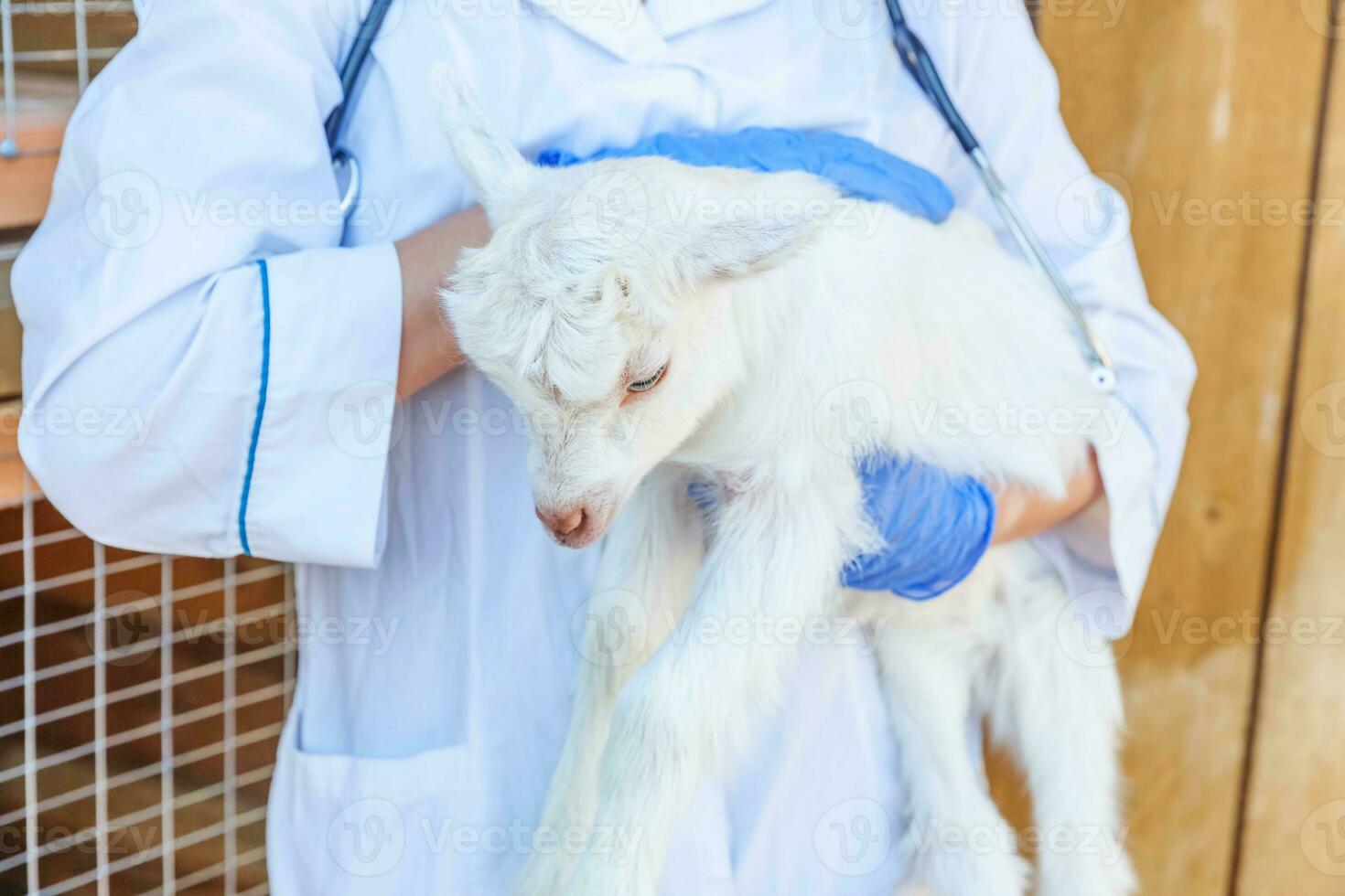 veterinario mujer con estetoscopio participación y examinando cabra niño en rancho antecedentes. joven cabrito con veterinario manos para cheque arriba en natural eco granja. animal cuidado y ecológico agricultura concepto. foto