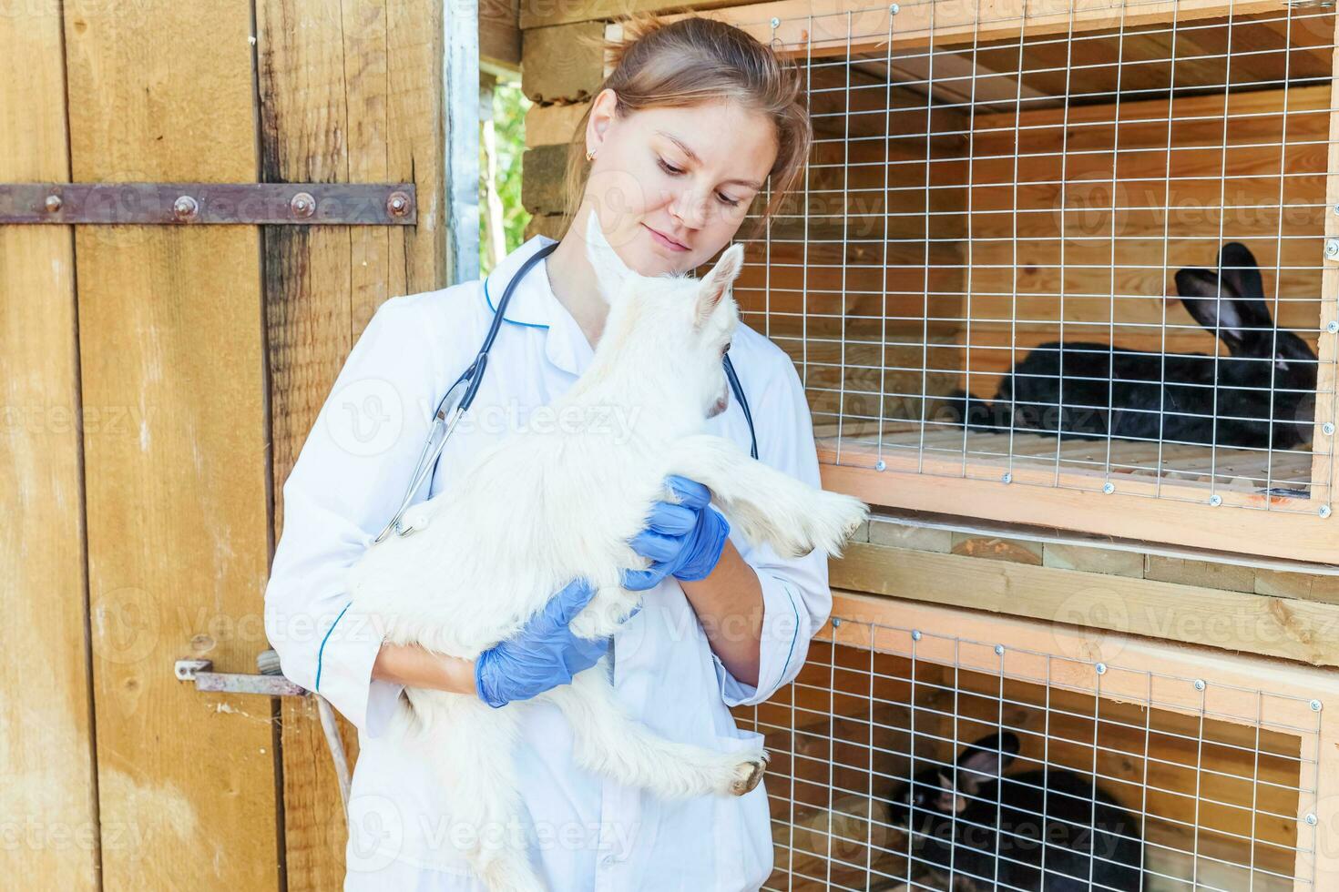 Young veterinarian woman with stethoscope holding and examining goat kid on ranch background. Young goatling in vet hands for check up in natural eco farm. Modern animal livestock, ecological farming. photo