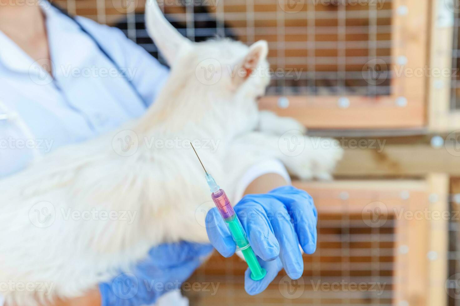Young veterinarian woman with syringe holding and injecting goat kid on ranch background. Young goatling with vet hands vaccination in natural eco farm. Animal care and ecological farming concept photo