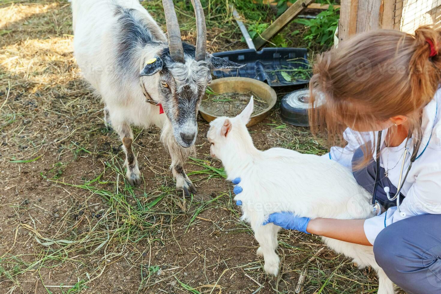 Young veterinarian woman with stethoscope holding and examining goat kid on ranch background. Young goatling in vet hands for check up in natural eco farm. Modern animal livestock, ecological farming. photo