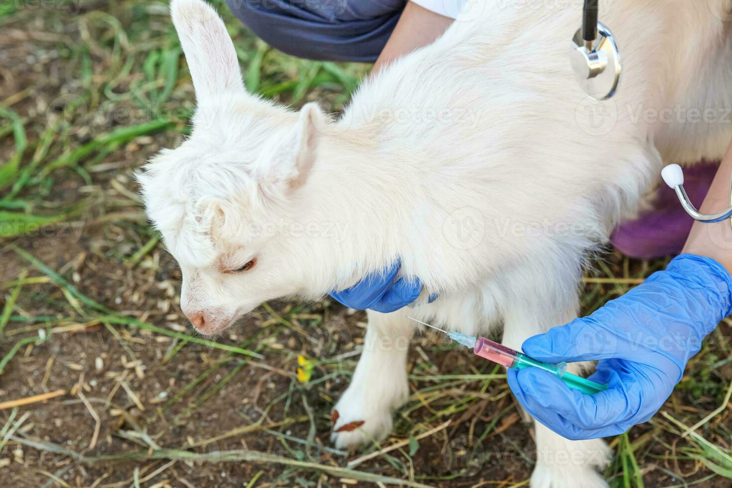 joven veterinaria con jeringa sosteniendo e inyectando cabrito en el fondo del rancho. cabrito joven con vacunación de manos veterinarias en granja ecológica natural. concepto de cuidado animal y agricultura ecológica foto