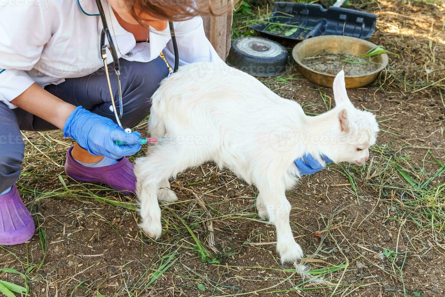 veterinario mujer con jeringuilla participación y inyectando cabra niño en rancho antecedentes. joven cabrito con veterinario manos, vacunación en natural eco granja. animal cuidado, moderno ganado, ecológico agricultura. foto