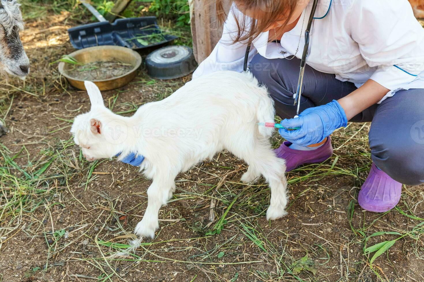 veterinario mujer con jeringuilla participación y inyectando cabra niño en rancho antecedentes. joven cabrito con veterinario manos, vacunación en natural eco granja. animal cuidado, moderno ganado, ecológico agricultura. foto