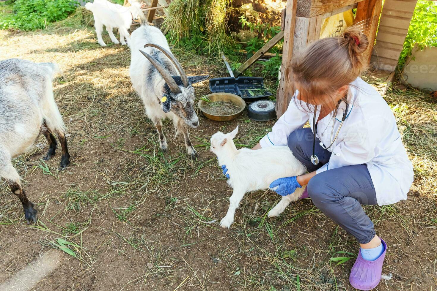 Young veterinarian woman with stethoscope holding and examining goat kid on ranch background. Young goatling in vet hands for check up in natural eco farm. Modern animal livestock, ecological farming. photo