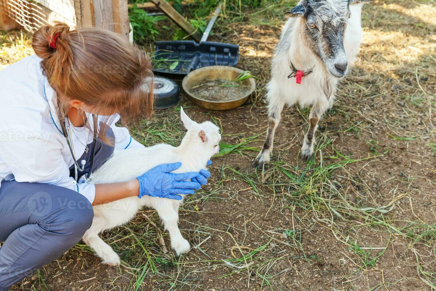 Young veterinarian woman with stethoscope holding and examining goat kid on ranch background. Young goatling in vet hands for check up in natural eco farm. Modern animal livestock, ecological farming. photo