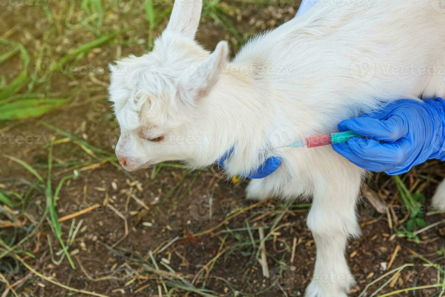 Young veterinarian woman with syringe holding and injecting goat kid on ranch background. Young goatling with vet hands vaccination in natural eco farm. Animal care and ecological farming concept photo