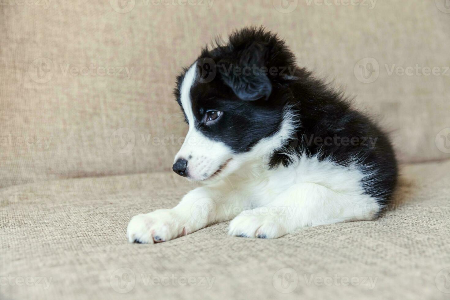 Funny portrait of cute smilling puppy dog border collie at home photo