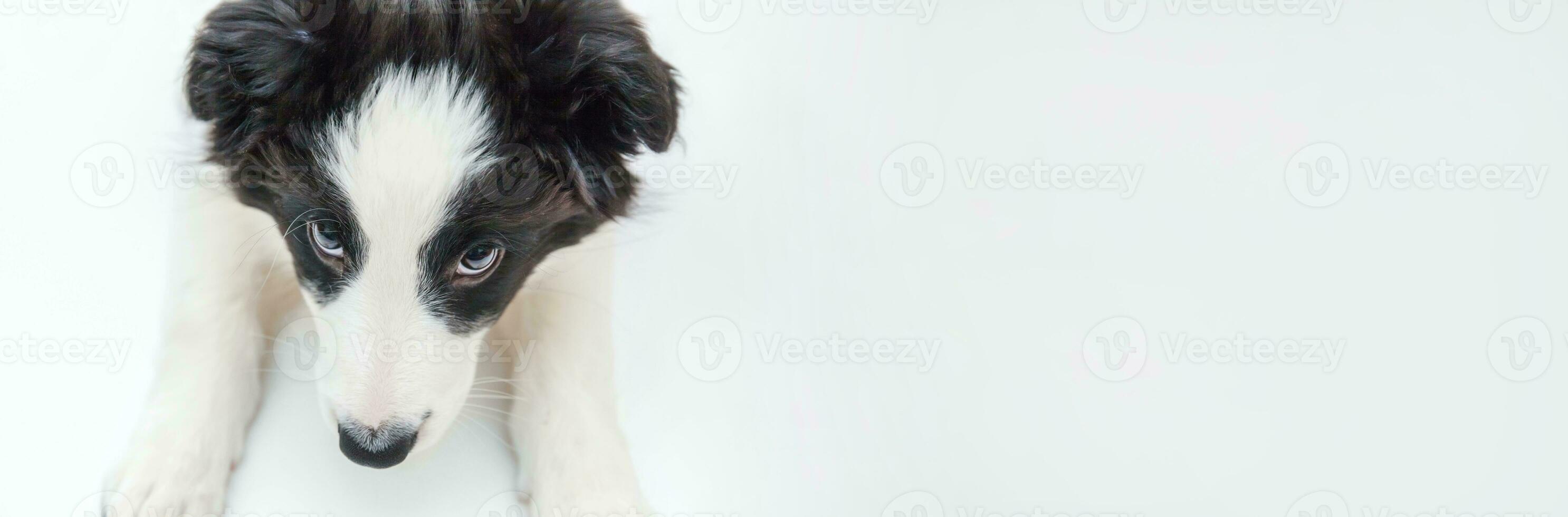 Funny studio portrait of cute smilling puppy dog border collie isolated on white background. Pet care and animals concept. Banner photo