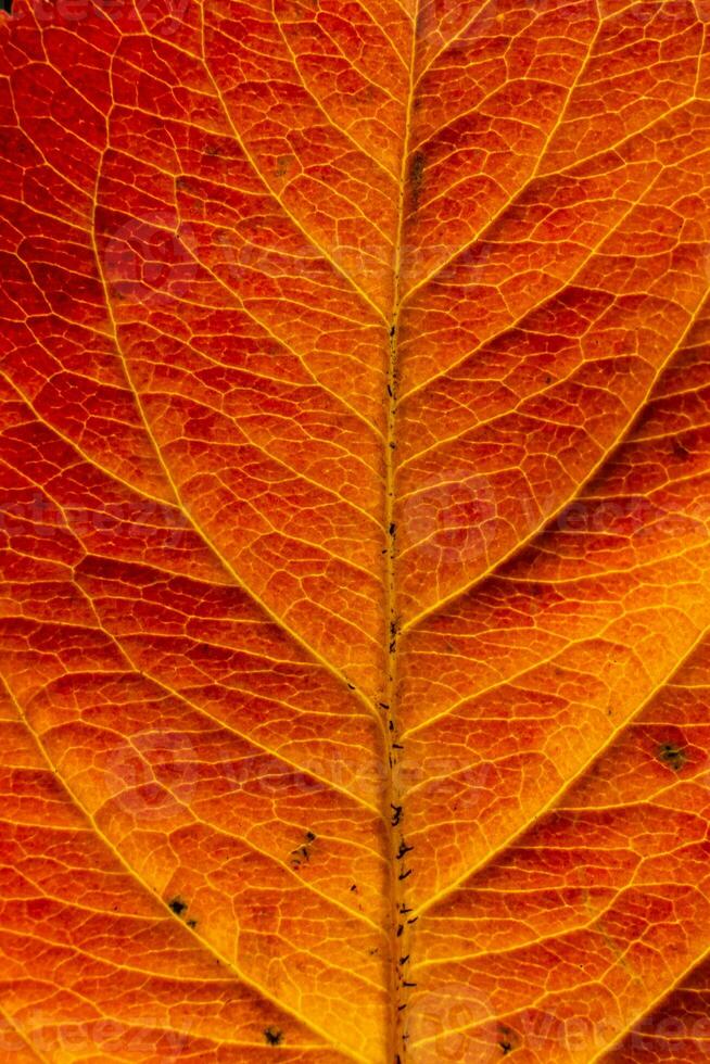 Closeup autumn fall extreme macro texture view of red orange wood sheet tree leaf glow in sun background. Inspirational nature october or september wallpaper. Change of seasons concept. photo
