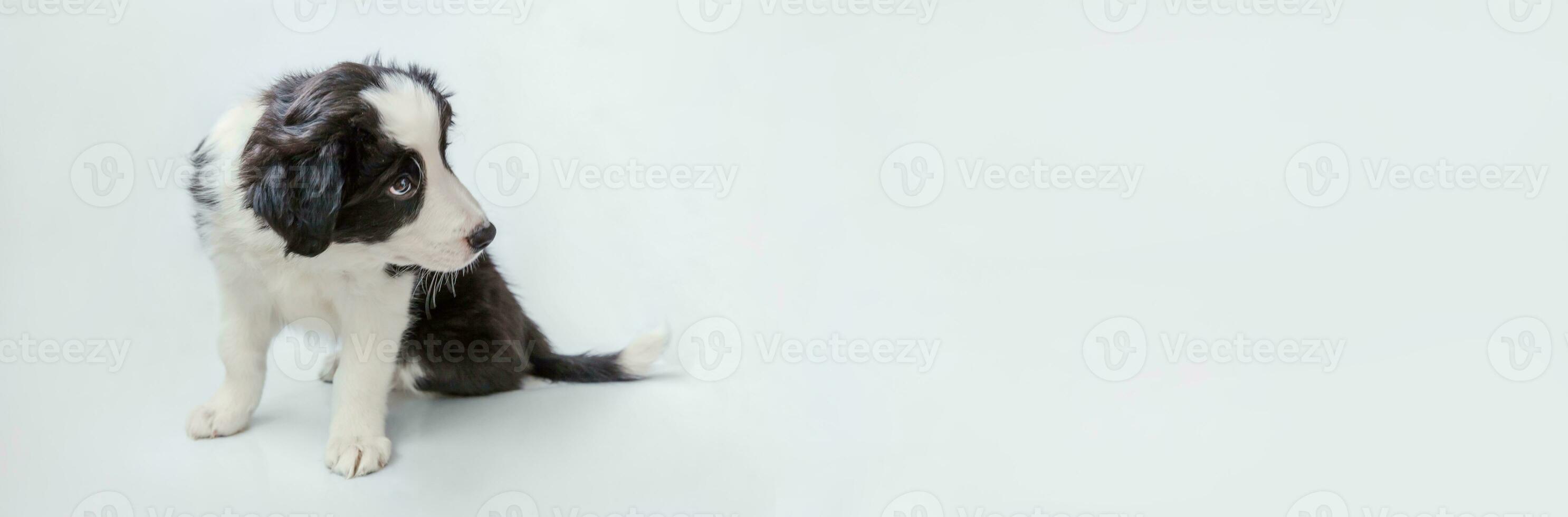 Funny studio portrait of cute smilling puppy dog border collie isolated on white background. Pet care and animals concept. Banner photo