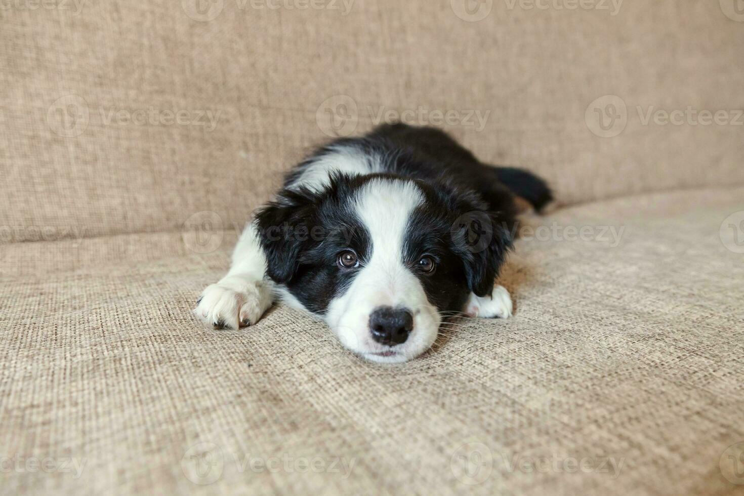 retrato divertido de un lindo cachorro sonriente collie fronterizo en casa foto