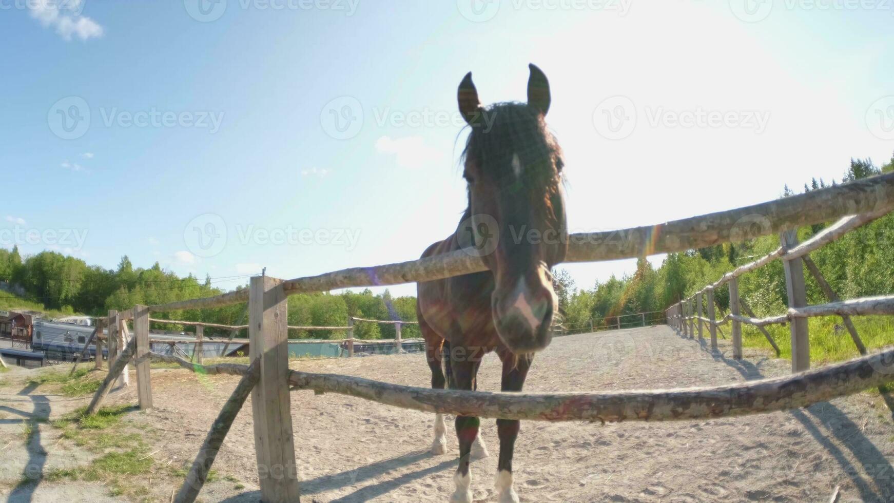 hipódromo concepto. moderno animal ganado. marrón caballo sementales en puesto relajante en formación corral, granja campo antecedentes. caballo en paddock corral exterior. caballo en natural eco granja. foto