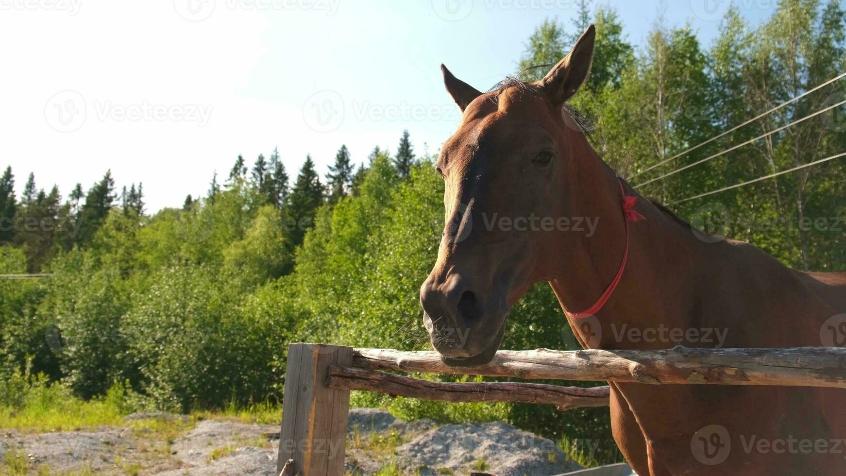 Racecourse concept. Modern animal livestock. Brown horse stallions in stall relaxing in training corral, farm countryside background. Horse in paddock corral outdoor. Horse in natural eco farm. photo