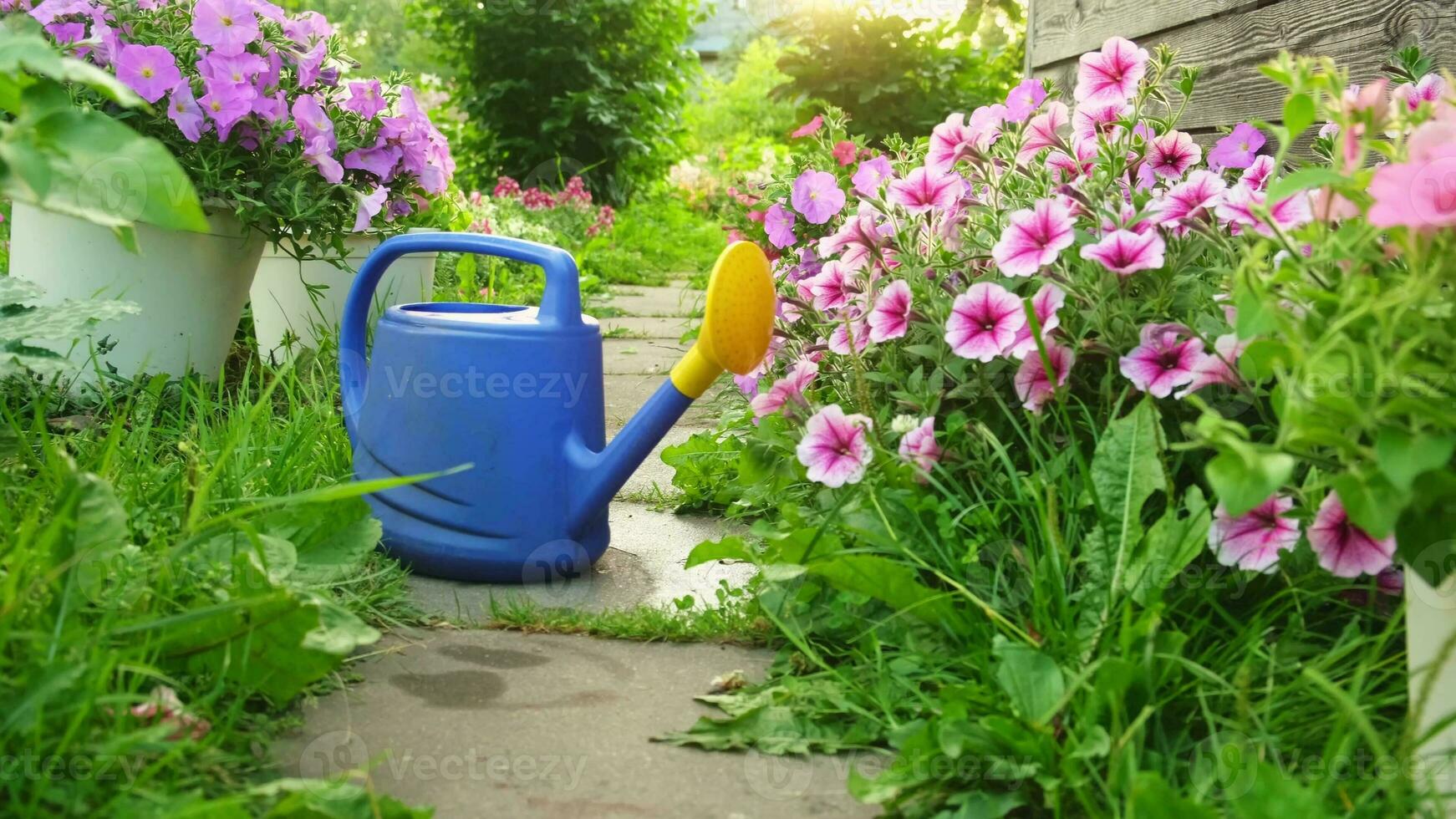 Farm worker gardening tools. Blue plastic watering can for irrigation plants placed in garden with flowers on flowerbed and flowerpot on sunny summer day. Gardening hobby agriculture concept. photo