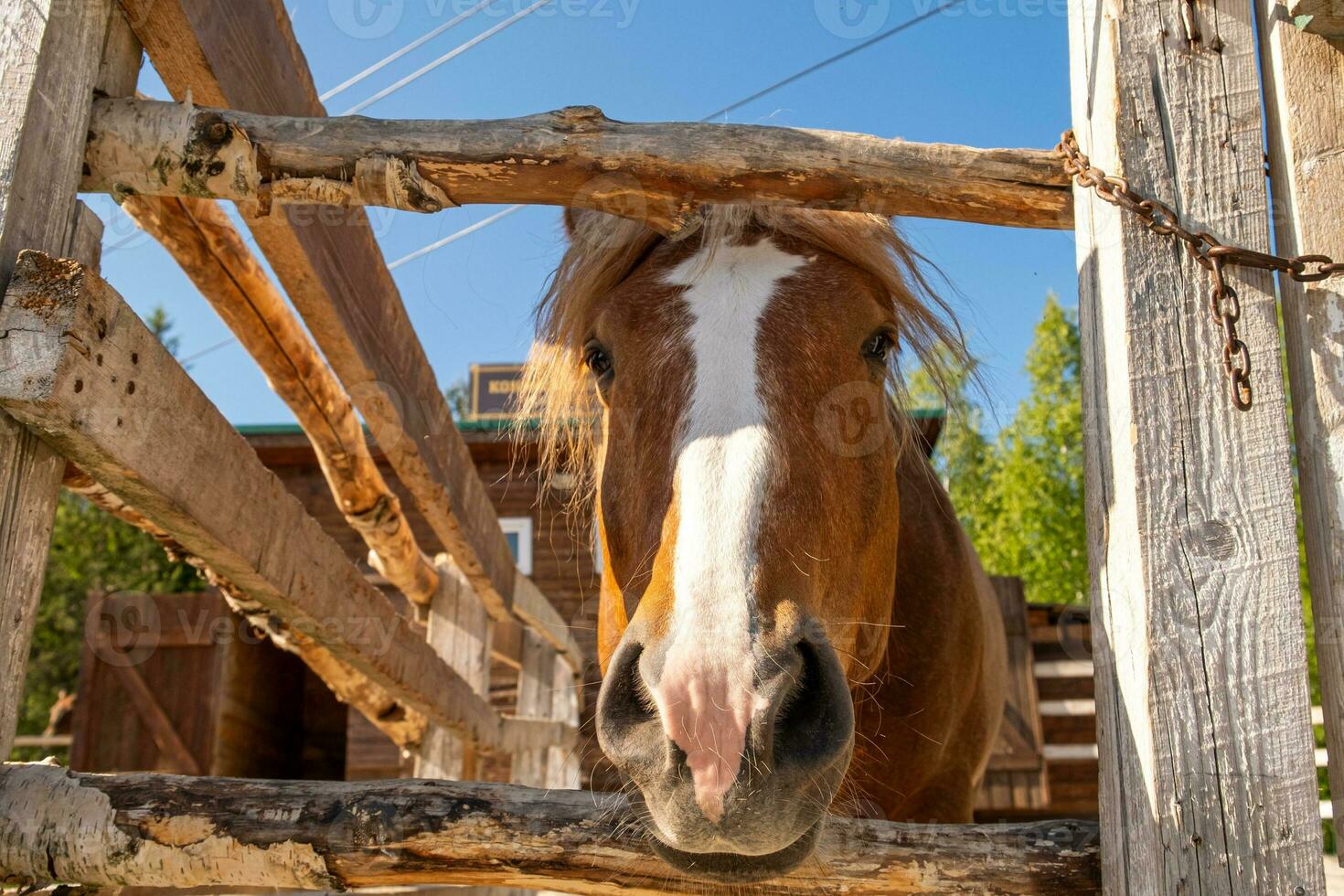 Racecourse concept. Modern animal livestock. Brown horse stallions in stall relaxing in training corral, farm countryside background. Horse in paddock corral outdoor. Horse in natural eco farm. photo