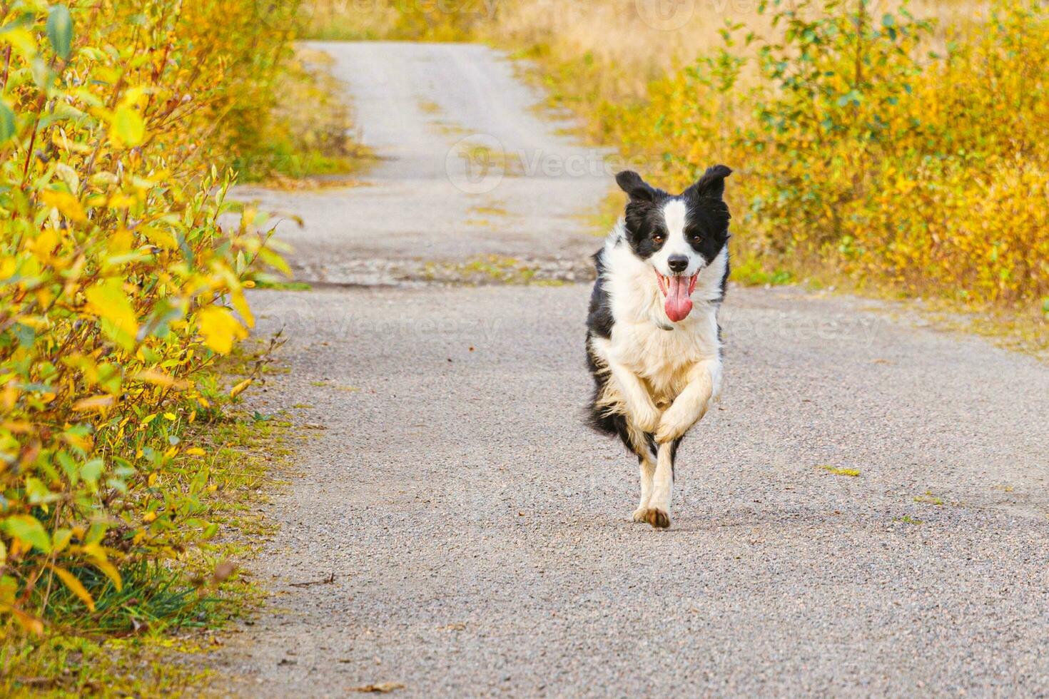 Outdoor portrait of cute smiling puppy border collie running in autumn park outdoor. Little dog with funny face on walking in sunny autumn fall day. Hello Autumn cold weather concept. photo