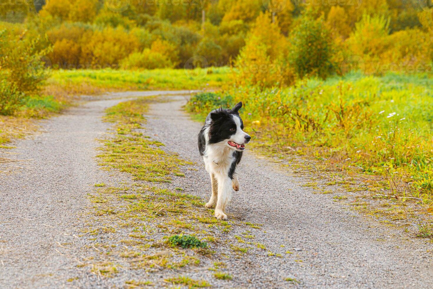 Outdoor portrait of cute smiling puppy border collie running in autumn park outdoor. Little dog with funny face on walking in sunny autumn fall day. Hello Autumn cold weather concept. photo