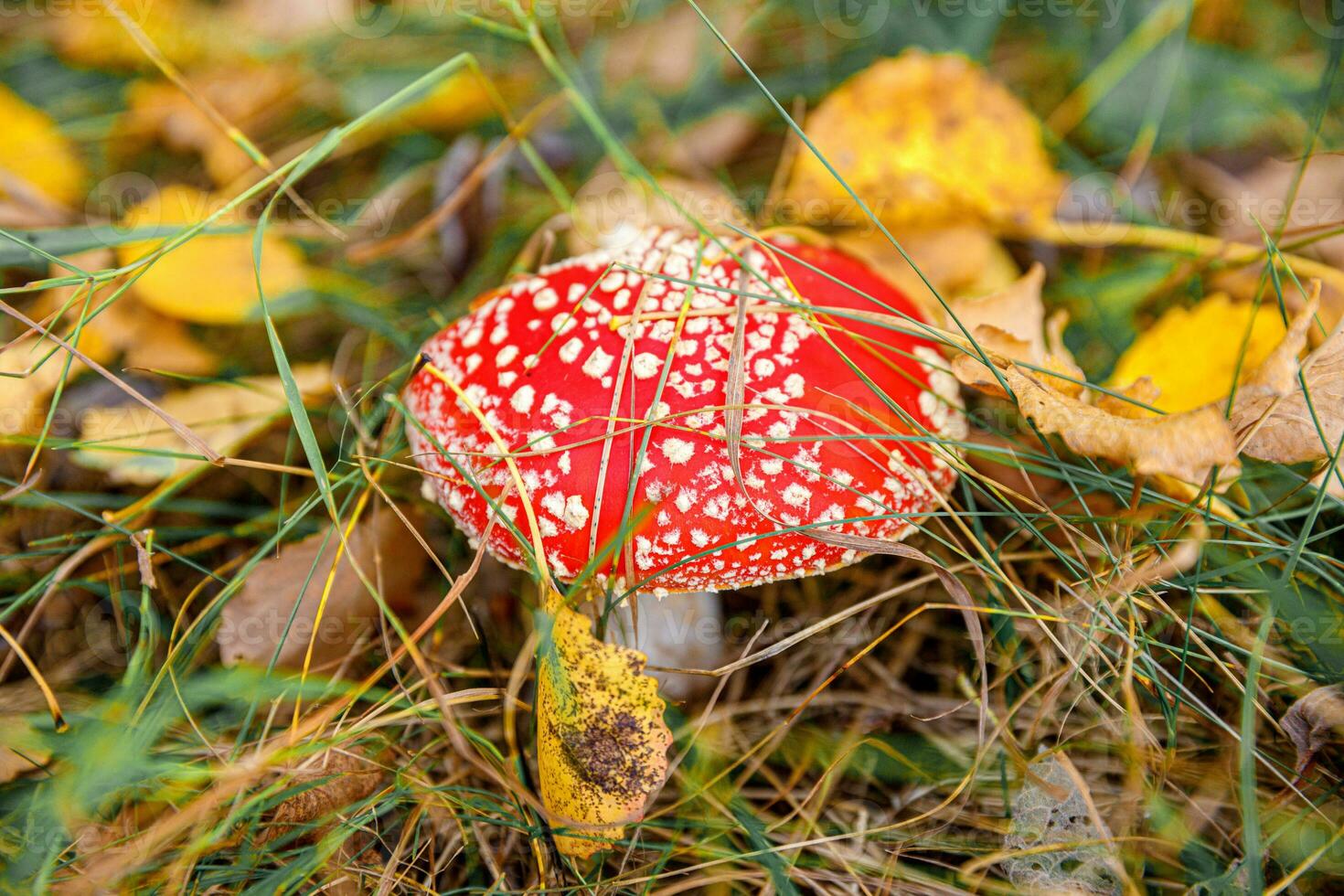 Toxic hallucinogen mushroom Fly Agaric and yellow leaves in grass on autumn forest. Red poisonous Amanita Muscaria fungus macro close up in natural environment. Inspirational natural fall landscape. photo