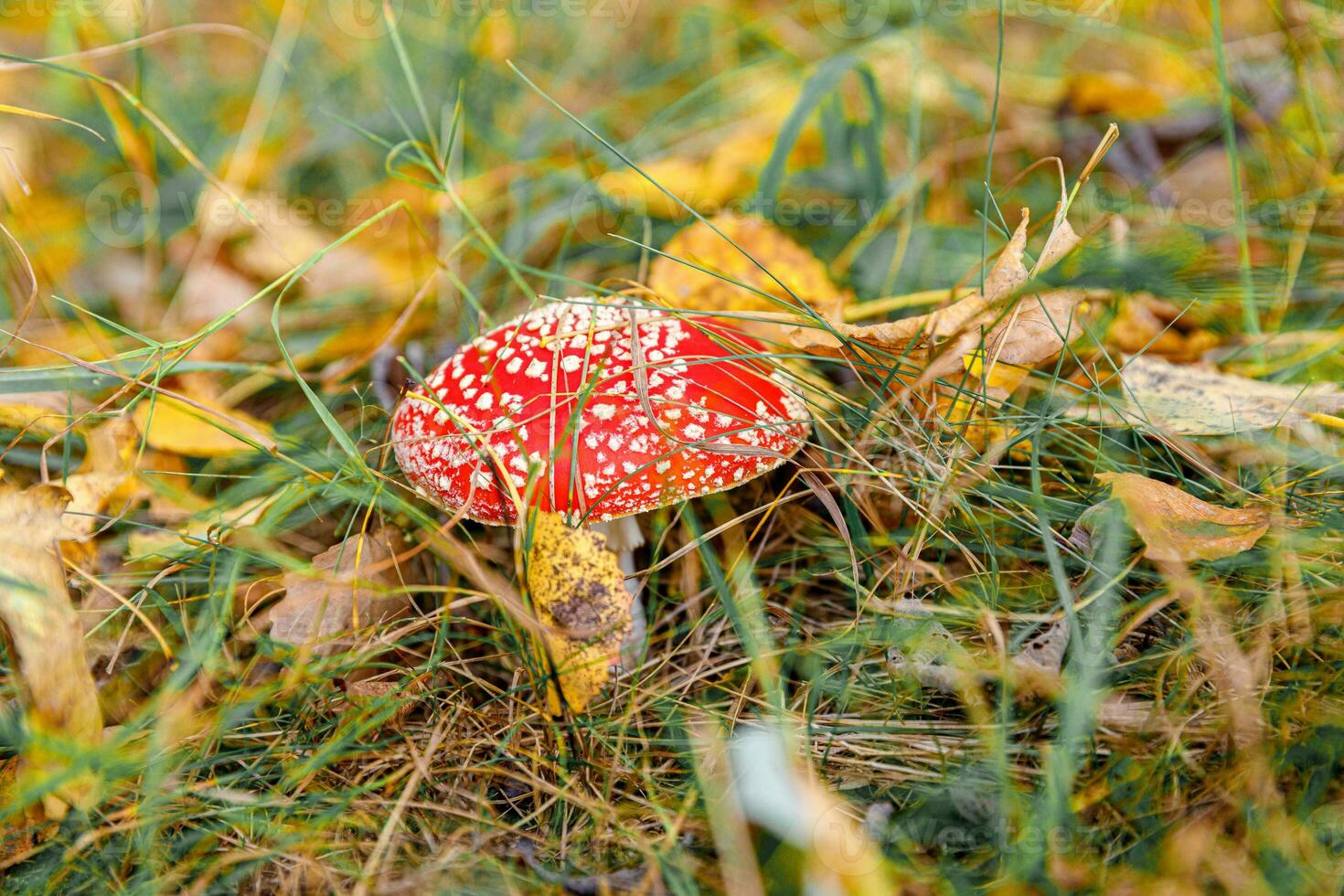 Toxic hallucinogen mushroom Fly Agaric and yellow leaves in grass on autumn forest. Red poisonous Amanita Muscaria fungus macro close up in natural environment. Inspirational natural fall landscape. photo