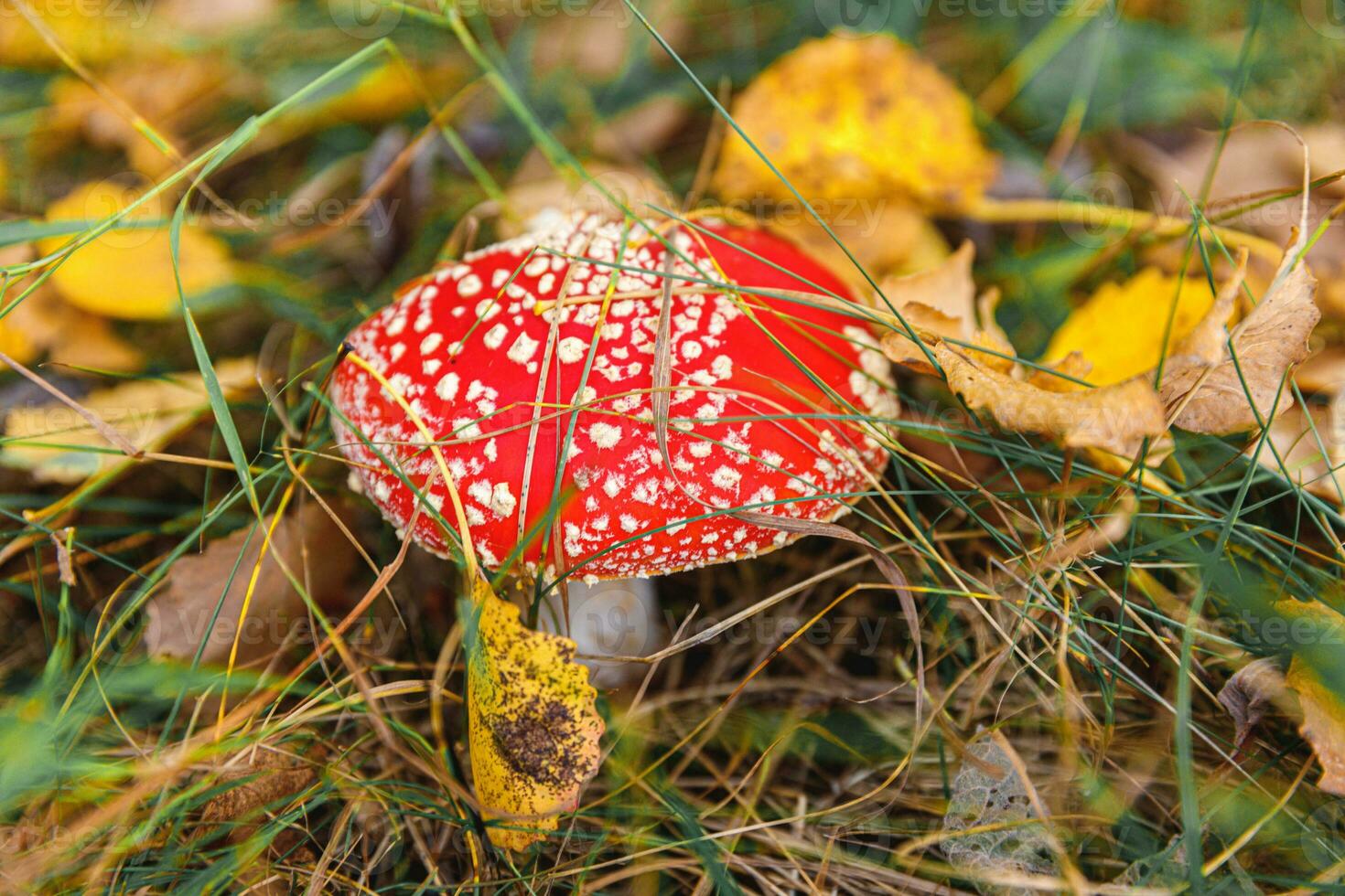 Toxic hallucinogen mushroom Fly Agaric and yellow leaves in grass on autumn forest. Red poisonous Amanita Muscaria fungus macro close up in natural environment. Inspirational natural fall landscape. photo