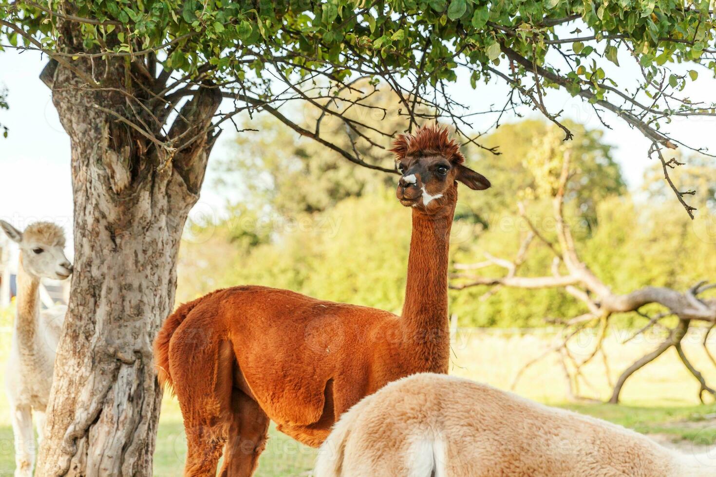 linda alpaca con cara graciosa relajándose en el rancho en verano. alpacas domésticas pastando en pastos en el fondo natural del campo de la granja ecológica. concepto de cuidado animal y agricultura ecológica foto