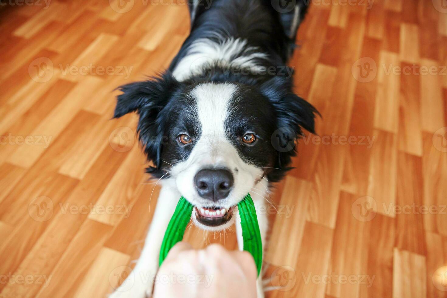 Funny portrait of cute smilling puppy dog border collie holding colourful green toy in mouth. New lovely member of family little dog at home playing with owner. Pet care and animals concept. photo