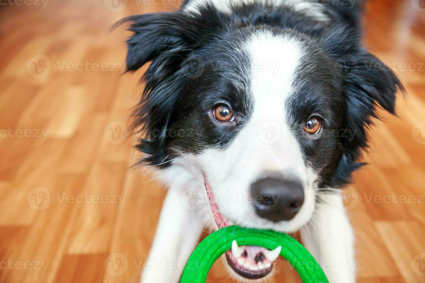 Funny portrait of cute smilling puppy dog border collie holding colourful green toy in mouth. New lovely member of family little dog at home playing with owner. Pet care and animals concept. photo