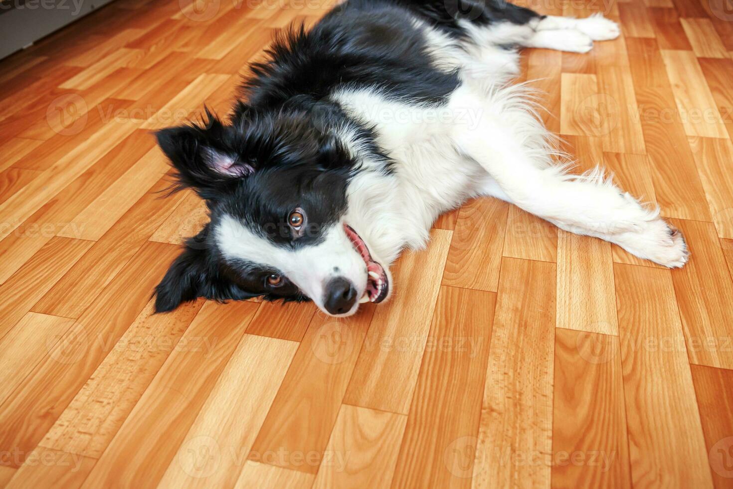Funny portrait of smilling puppy dog border collie lying on floor indoors. New lovely member of family little dog at home gazing and waiting. Pet care and animal life quarantine concept. photo