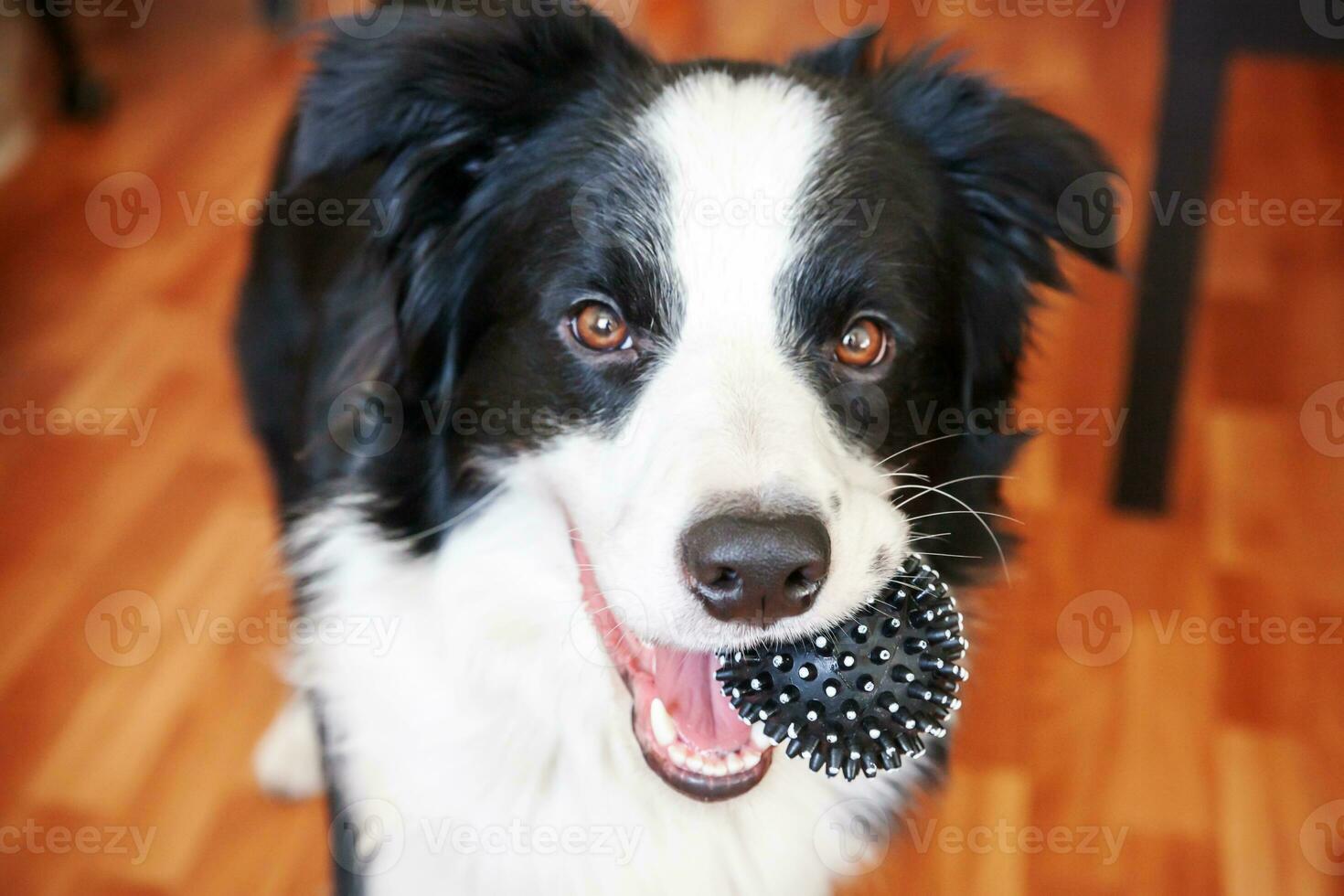 Funny portrait of cute smilling puppy dog border collie holding toy ball in mouth. New lovely member of family little dog at home playing with owner. Pet care and animals concept. photo