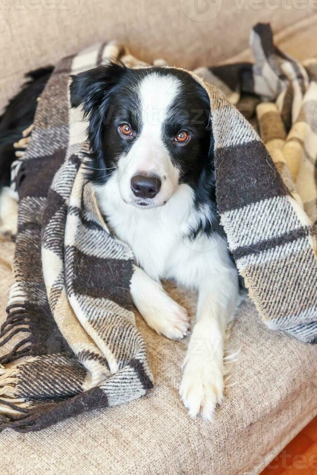 Stay home. Funny portrait of puppy dog border collie lying on couch under plaid indoors. New lovely member of family little dog at home warming under blanket. Pet care animal life quarantine concept. photo