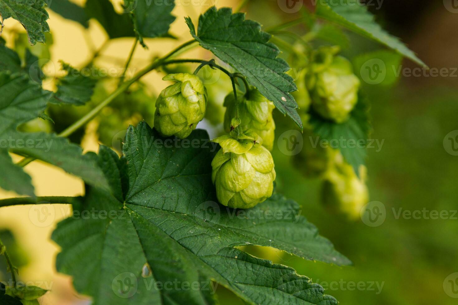 Farming and agriculture concept. Green fresh ripe organic hop cones for making beer and bread, close up. Fresh hops for brewing production. Hop plant growing in garden or farm. photo