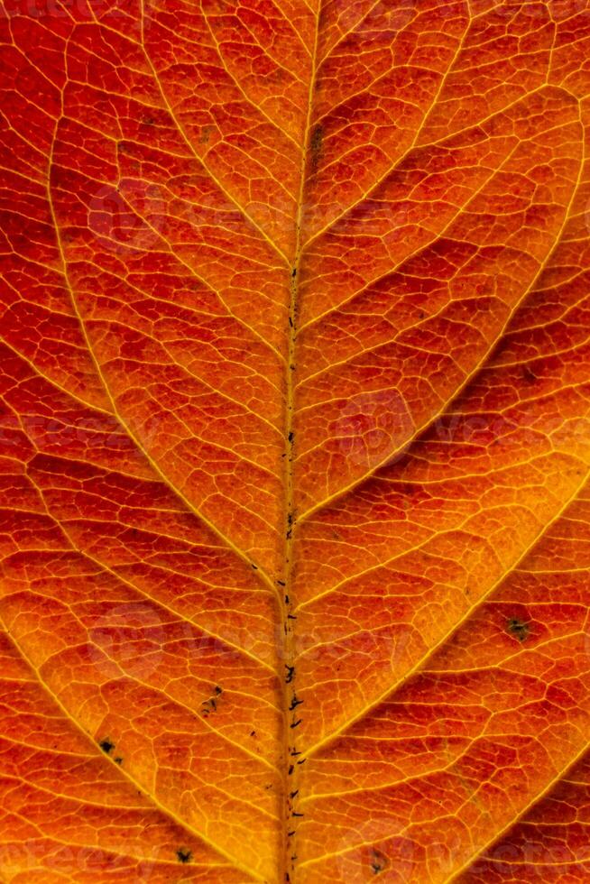 Closeup autumn fall extreme macro texture view of red orange wood sheet tree leaf glow in sun background. Inspirational nature october or september wallpaper. Change of seasons concept. photo