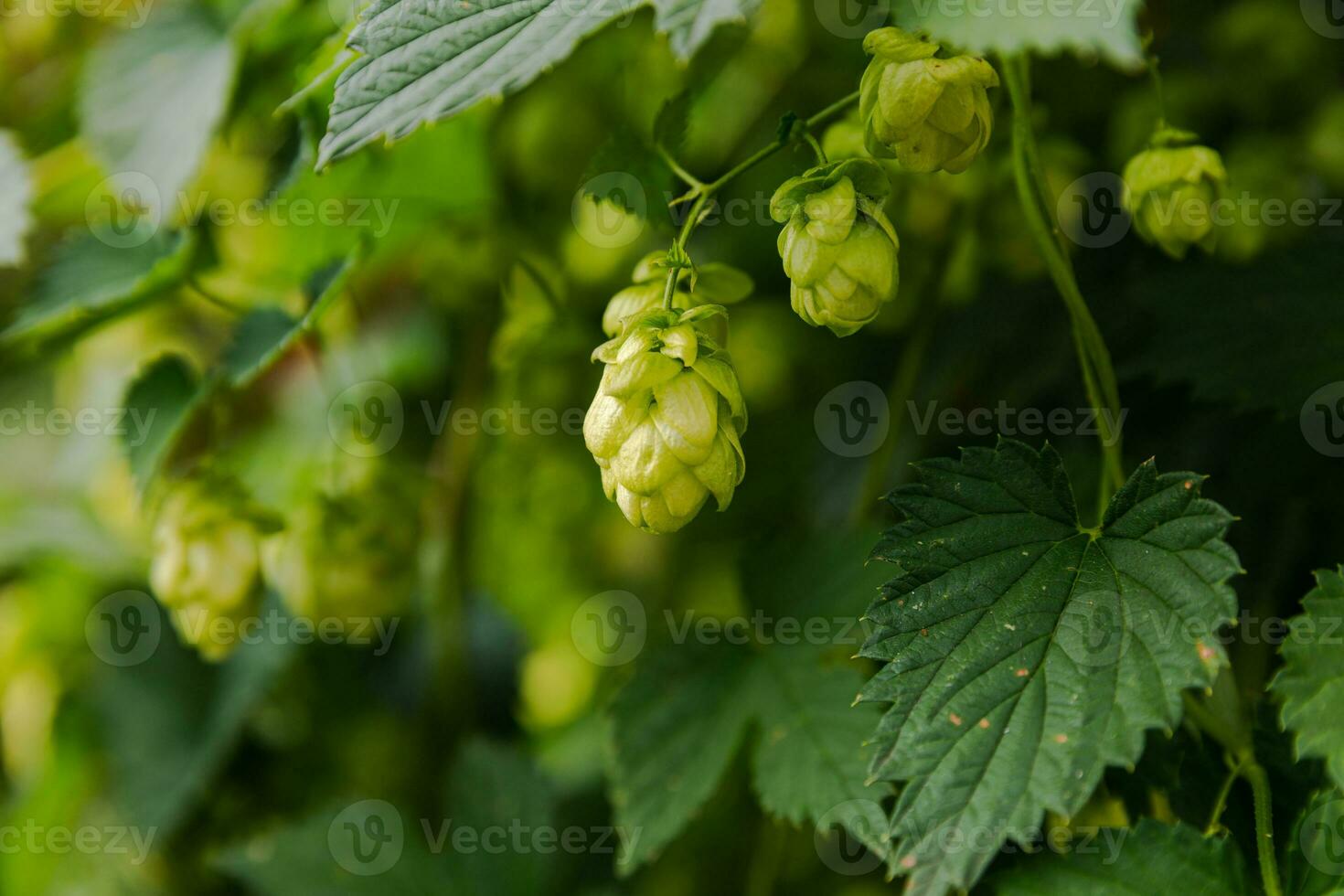 Farming and agriculture concept. Green fresh ripe organic hop cones for making beer and bread, close up. Fresh hops for brewing production. Hop plant growing in garden or farm. photo