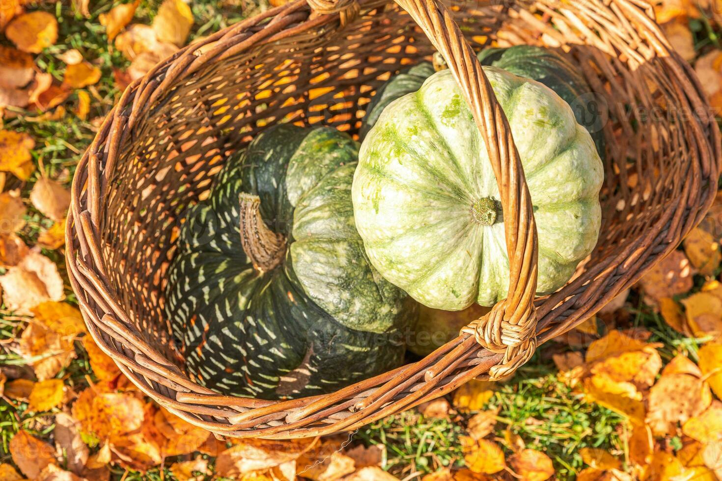 Autumnal Background. Autumn fall pumpkins in basket on dried fall leaves, garden outdoor. October september wallpaper Change of seasons ripe organic food concept Halloween party Thanksgiving day. photo