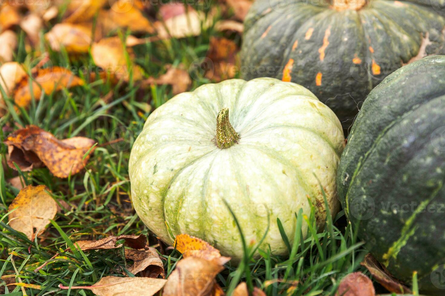 Autumnal Background. Autumn fall pumpkins on dried fall leaves garden background outdoor. October september wallpaper Change of seasons ripe organic food concept Halloween party Thanksgiving day. photo