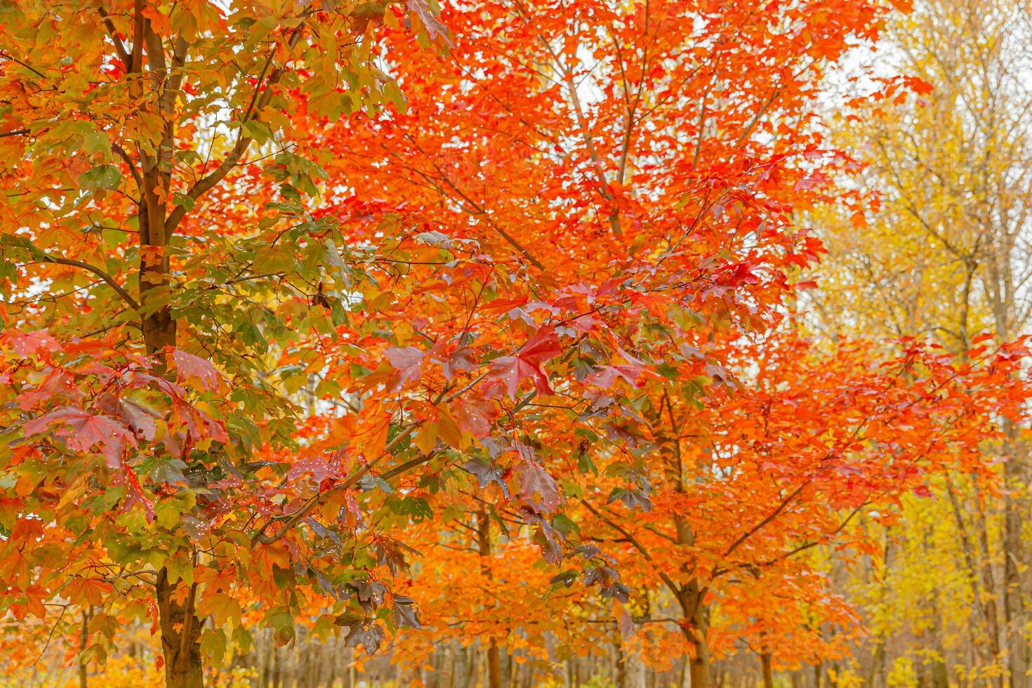 Natural autumn fall view of trees with red orange leaf in garden forest or park. Maple leaves during autumn season. Inspirational nature in october or september. Change of seasons concept. photo