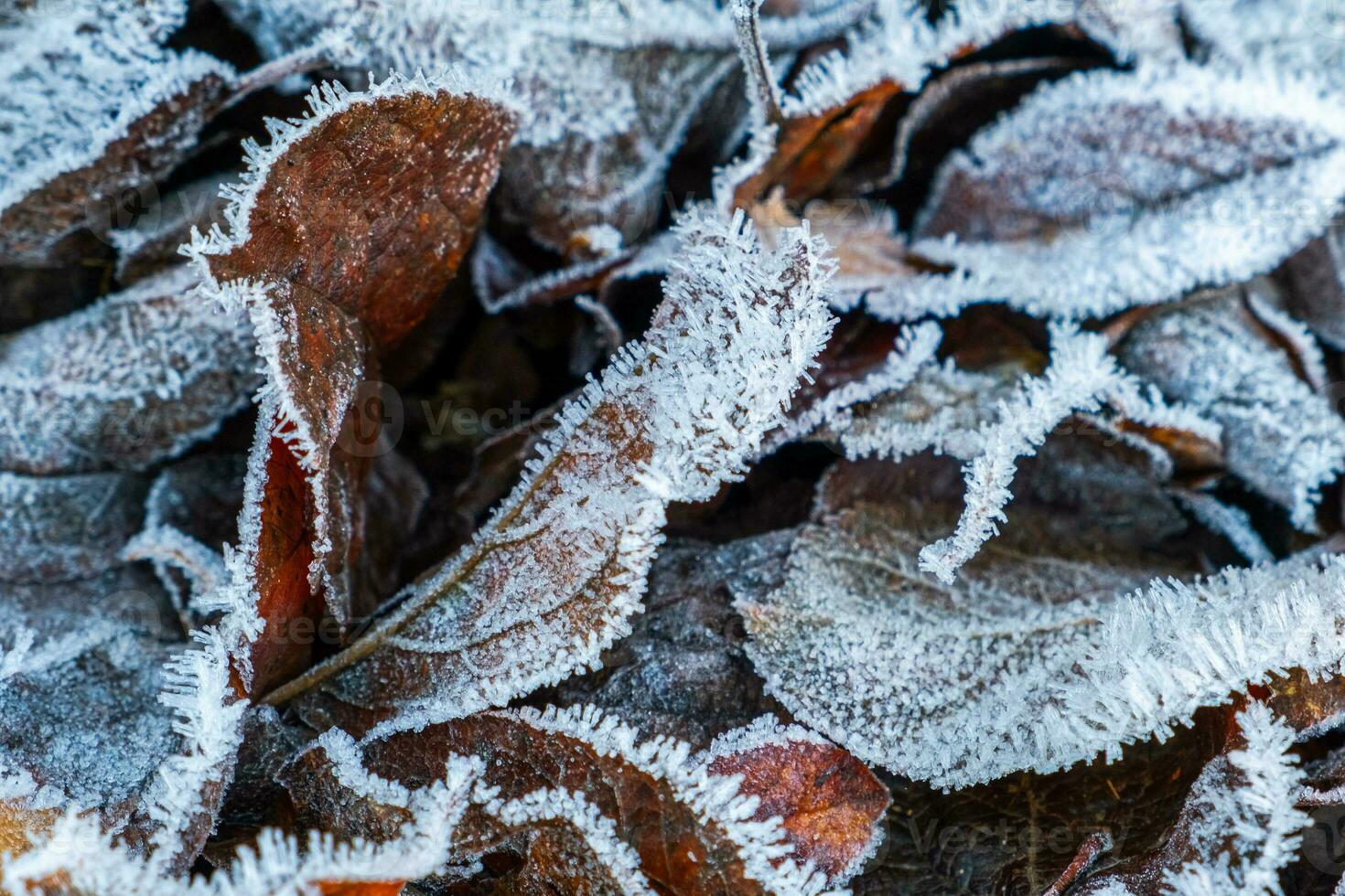 Frosty leaves with shiny ice frost in snowy forest park. Fallen leaves covered hoarfrost and in snow. Tranquil peacful winter nature. Extreme north low temperature, cool winter weather outdoor. photo