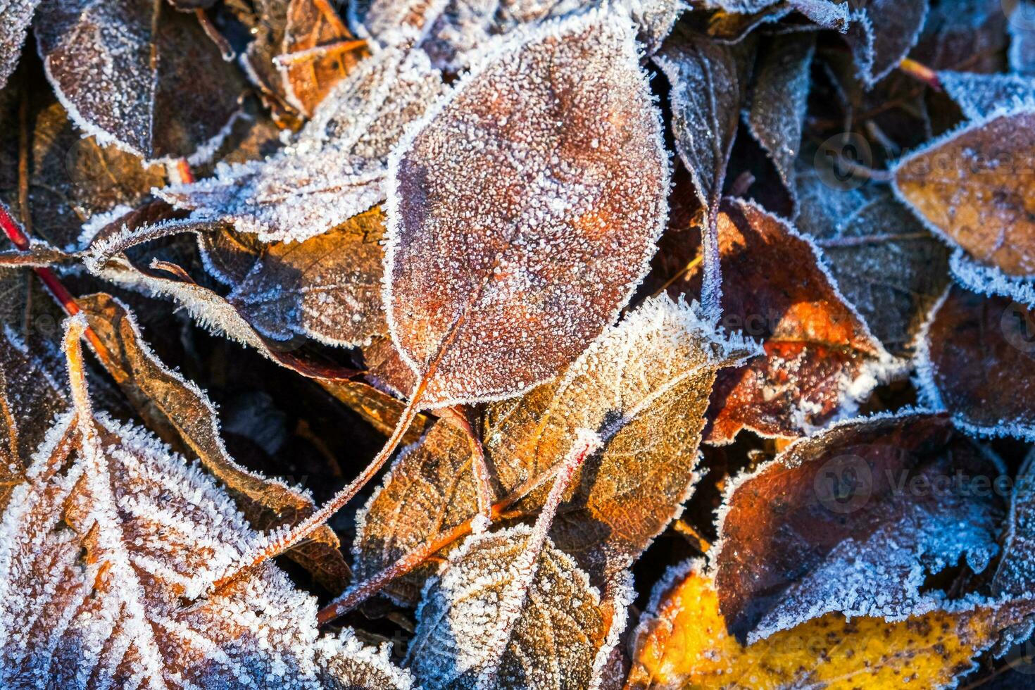 Frosty leaves with shiny ice frost in snowy forest park. Fallen leaves covered hoarfrost and in snow. Tranquil peacful winter nature. Extreme north low temperature, cool winter weather outdoor. photo