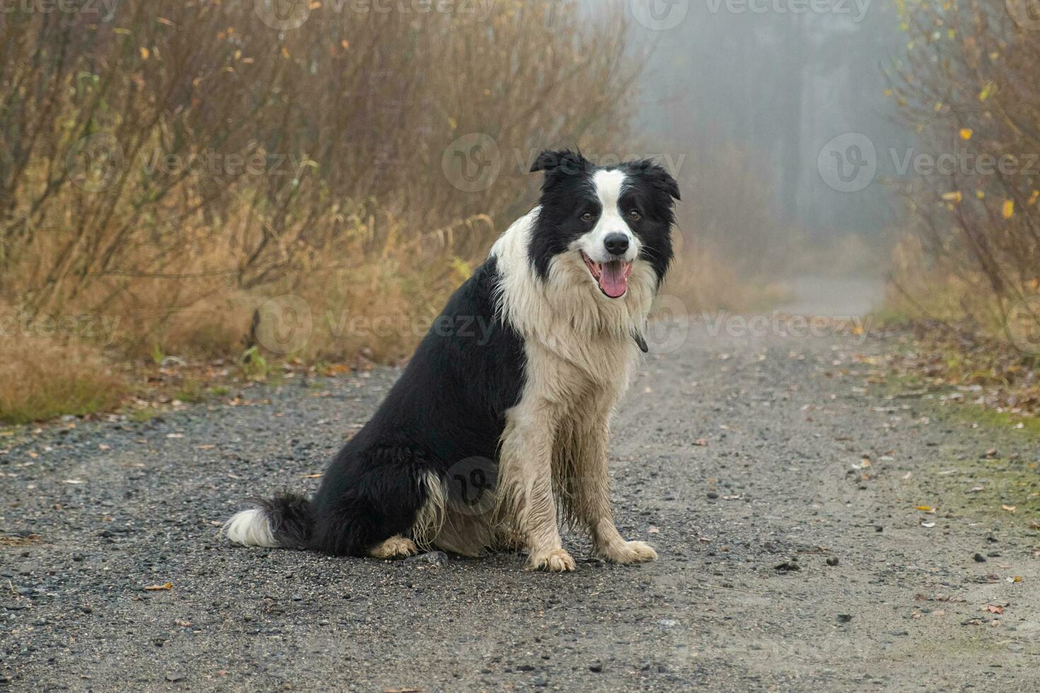 Pet activity. Cute puppy dog border collie sitting in autumn park forest outdoor. Pet dog on walking in foggy autumn fall day. Dog walking. Hello Autumn cold weather concept. photo