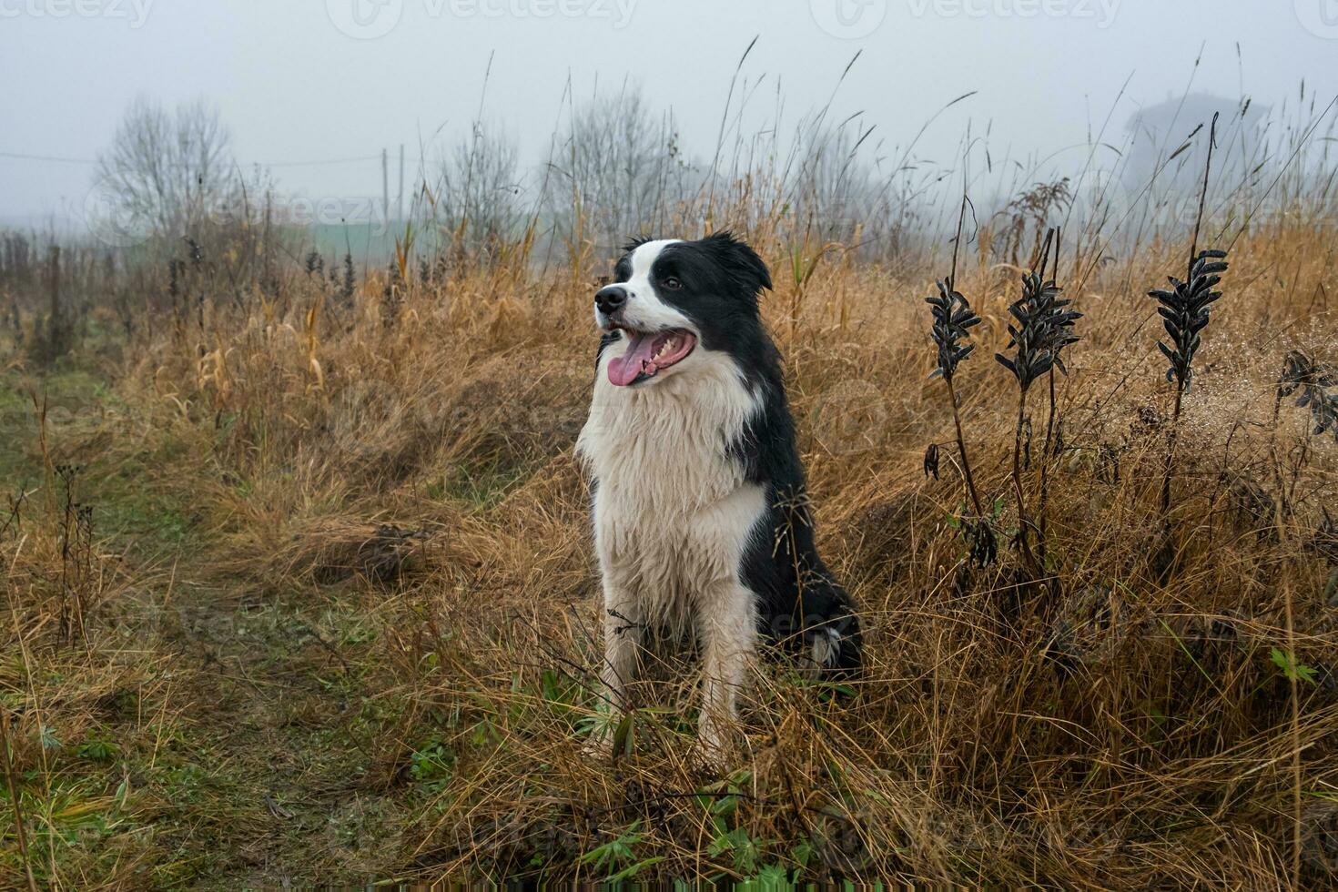 Pet activity. Cute puppy dog border collie sitting in autumn park forest outdoor. Pet dog on walking in foggy autumn fall day. Dog walking. Hello Autumn cold weather concept. photo