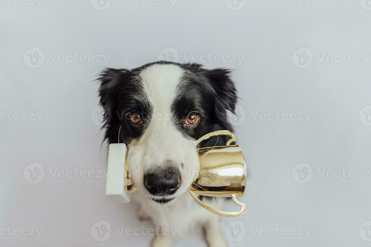 Cute puppy dog border collie holding gold champion trophy cup in mouth isolated on white background. Winner champion funny dog. Victory first place of competition. Winning or success concept. photo