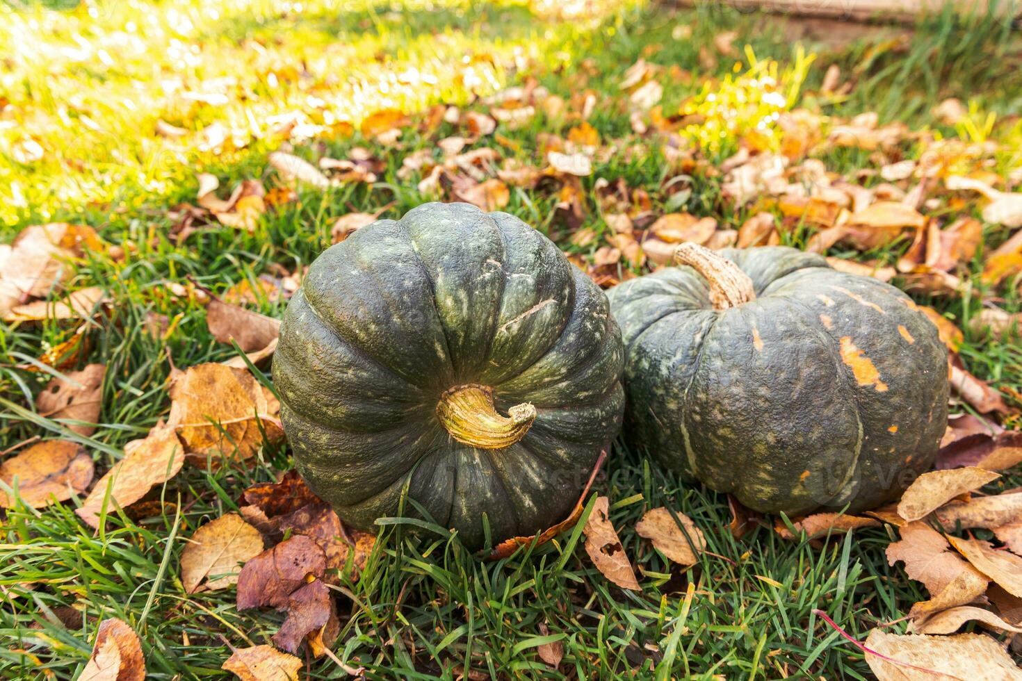 Autumnal Background. Autumn fall pumpkins on dried fall leaves garden background outdoor. October september wallpaper Change of seasons ripe organic food concept Halloween party Thanksgiving day. photo