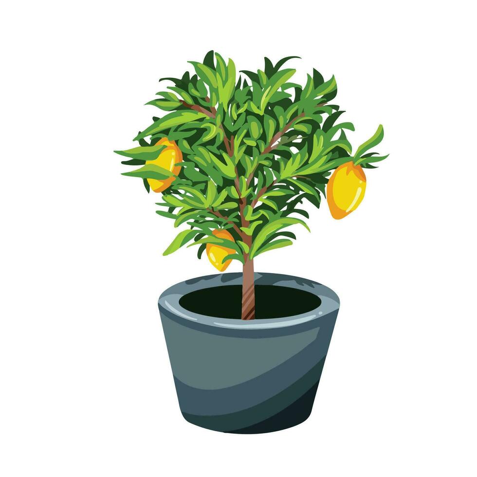 Lemon tree in dark gray pot vector illustration isolated on square white background. Simple flat cartoon art styled drawing. Nature botanical flora plant.