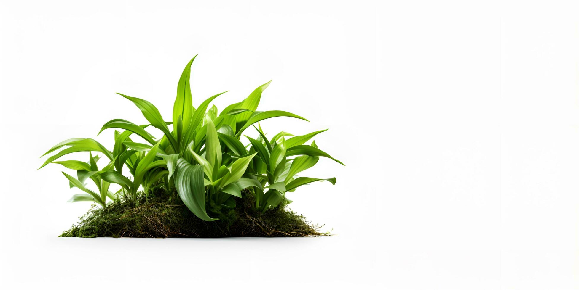 verde plantas y suelo en un blanco antecedentes Copiar espacio, ai generativo foto