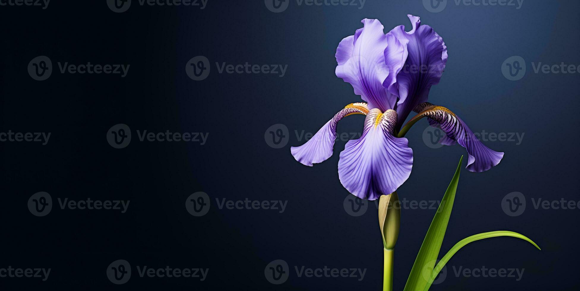 beautiful iris flower blank space background, ai generative photo