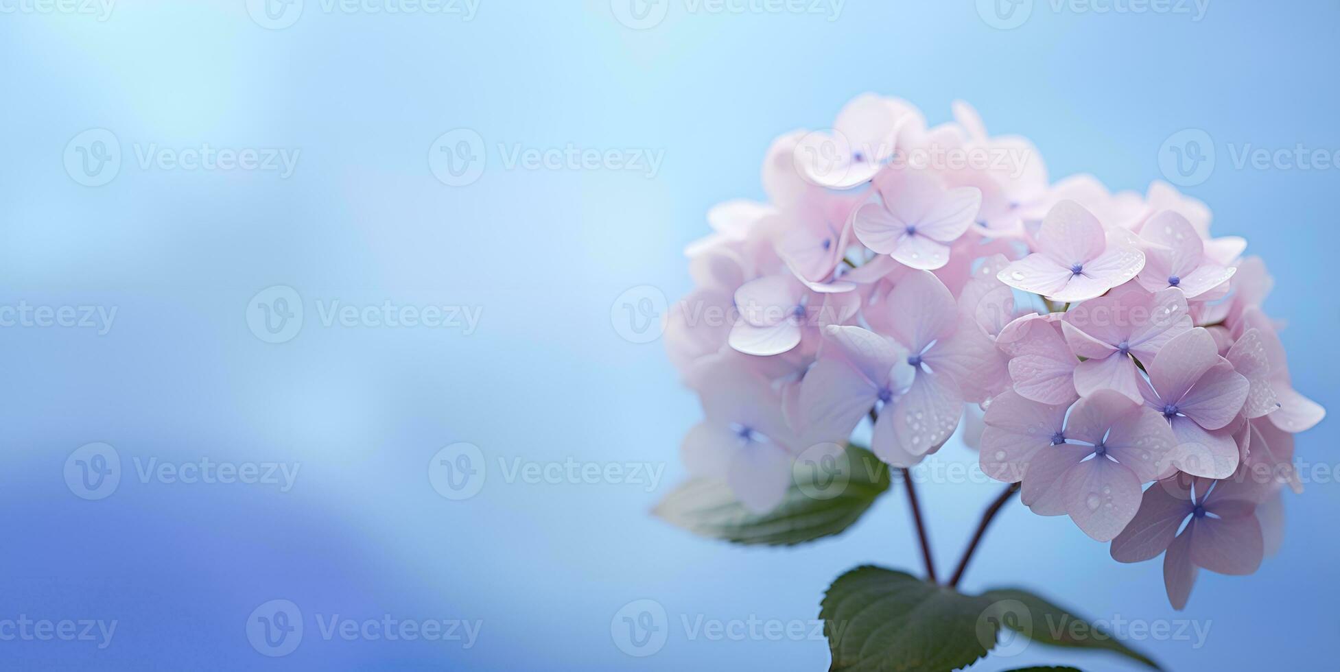 beautiful hydrangea flowers blank space background, ai generative photo