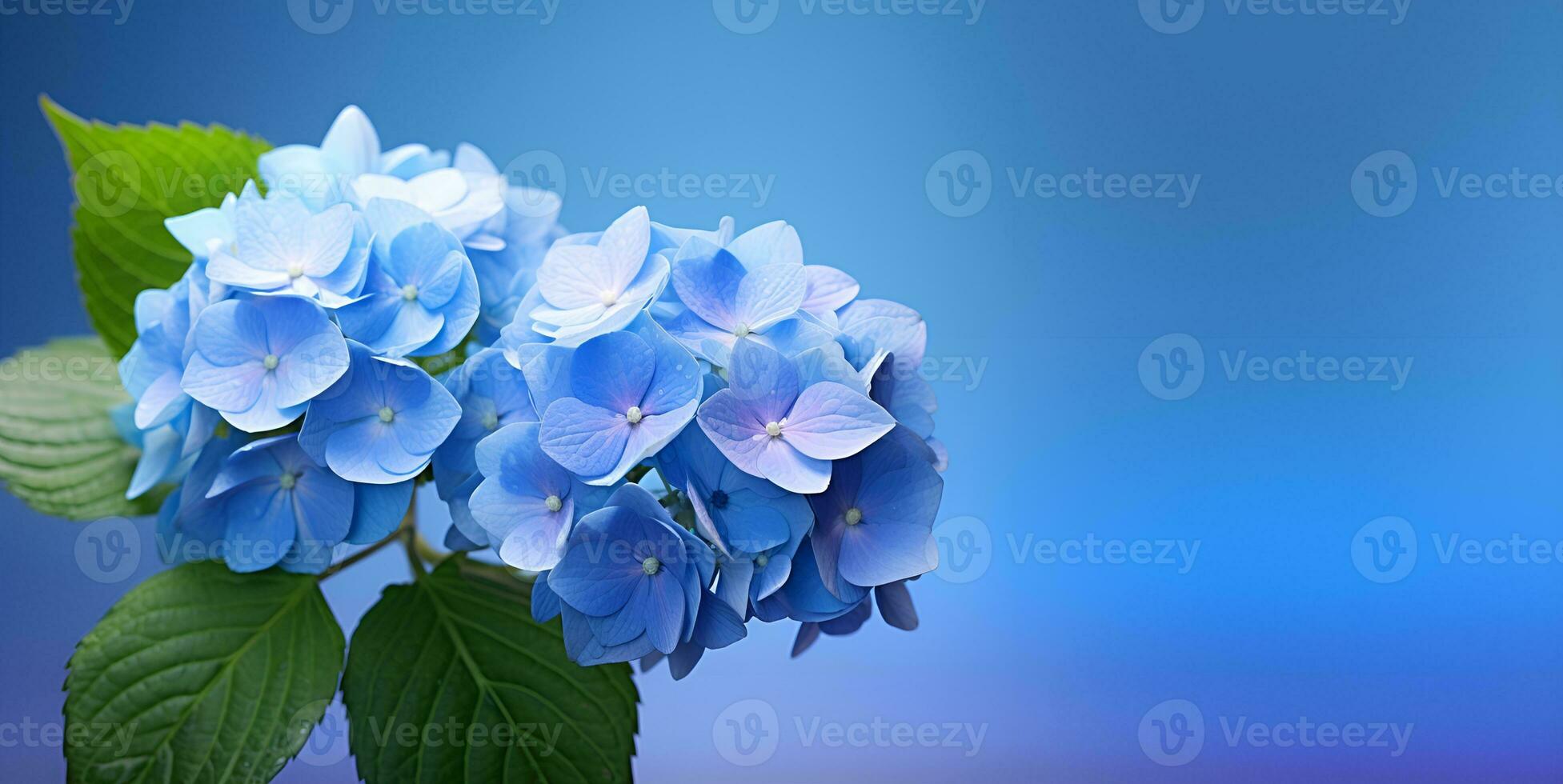 beautiful hydrangea flowers blank space background, ai generative photo