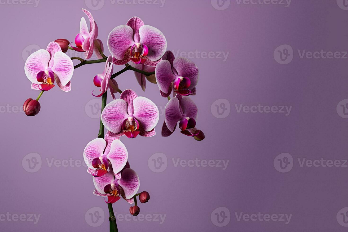 beautiful orchid flowers blank space background, ai generative photo