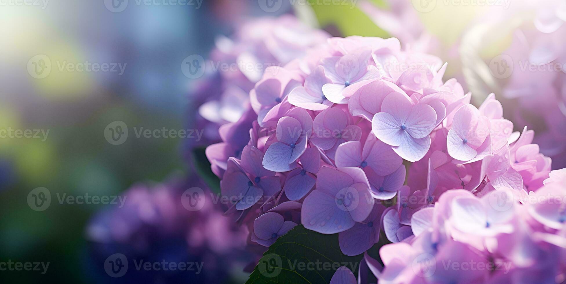 beautiful hydrangea flowers blank space background, ai generative photo