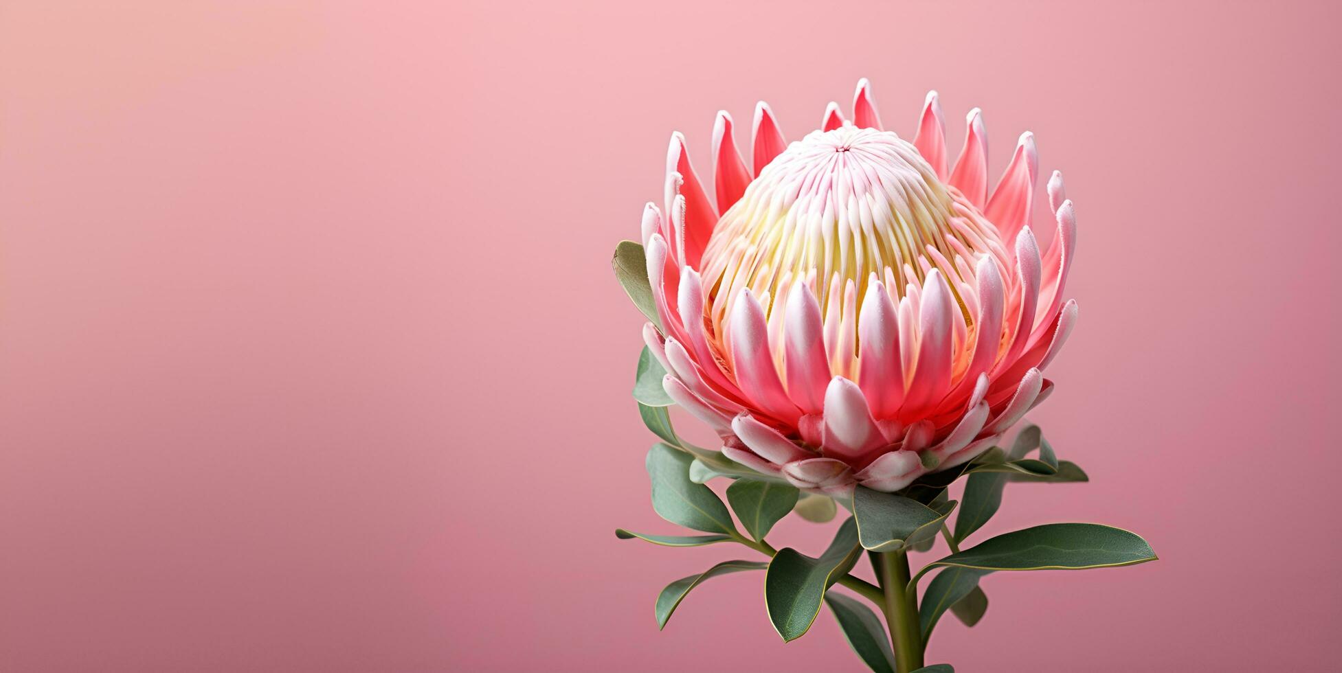 beautiful protea flower macro blank space, ai generative photo